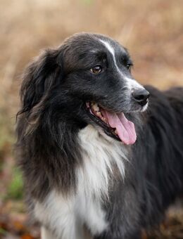 Roscoff sucht dich! - Hemmoor