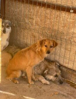MIANO braucht endlich ein Zuhause - Neuberg