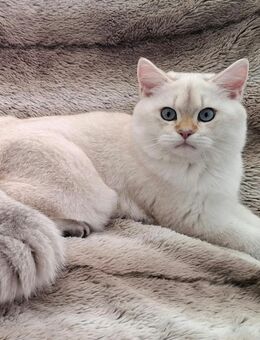 Reinrassige BKH Kitten mit Stammbaum - Abgabebereit - Tuttlingen
