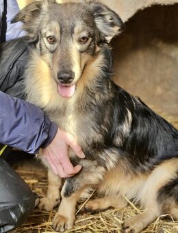 LUISE - offen, sozial, freundlich - Weilheim (Oberbayern)
