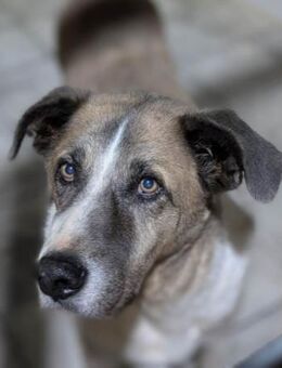 Dorian verdient ein ganz liebes Zuhause - Laatzen