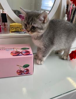 Bkh kitten von odd-eyed Mama - Frankfurt (Main) Zeilsheim