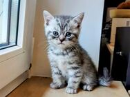 Reserviert!!! BKH Kitten männlich 400€ - Bernau (Berlin)