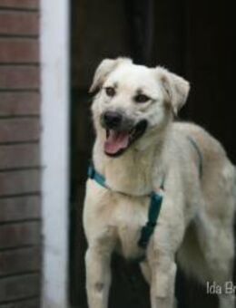 Yumi sucht ein Zuhause - Düsseldorf