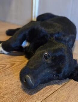 HEYHEY - wundervolle Junghündin - Kallmünz