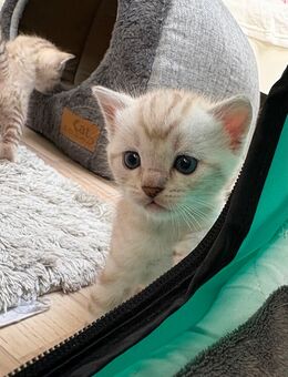🐾 Wundervolle Bengal-BKH-Mix Kitten suchen liebevolles Zuhause 🐾 - Oldenburg