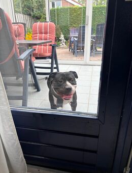 American Bully - Nalbach