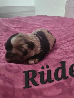 Zuckersüße Maltipoo-Welpen - Osnabrück