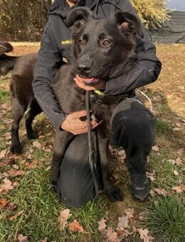 Serius Mix Rüde ca. 6 Monate alt in HU - Reutlingen