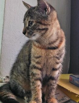 Katzen - Bogen