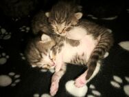 2 Kater suchen bald ein Zuhause - Aurich