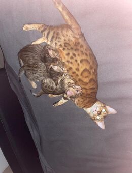Reinrassige Bengal Kitten suchen ein liebevolles Zuhause - Ludwigshafen (Rhein)