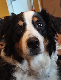 Socke sucht ein Zuhause - Brachttal