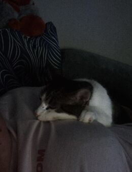 Weiß/schwarz gefleckte Katze - Gelsenkirchen Ückendorf