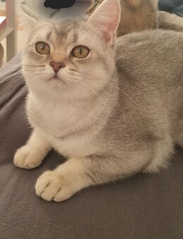 2 BKH kitten reinrassig tabby silver shaded - Heiligenhaus