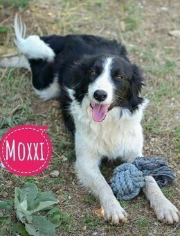 Moxxi eine sanfte treue Begleiterin - Flörsheim-Dalsheim