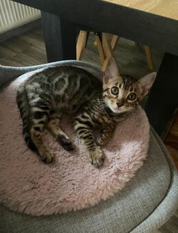 Bengal kitten 2 Mädchen 12 Wochen alt - Dortmund