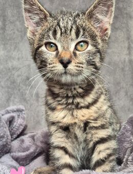 Katzenkinder, Babykatzen - Berlin Treptow-Köpenick