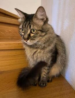 Hübsche, schüchterne Katze Kicha - Karlsruhe