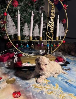 Bolonka Zwetnawelpe mit Ahnenpass - Nentershausen (Hessen)