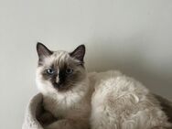 Weibliche Ragdoll Katze reinrassig - Hamburg