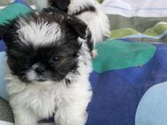 Pekingese mix - Borken