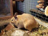 Degus (Strauchratten) 4 einjährige Mädel - Magdeburg