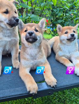 Shiba Inu Welpen, reinrassig - Schierling