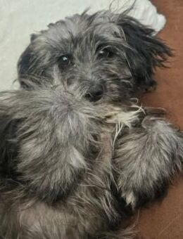 Kleiner Peanut sucht ihre Familie - Leonberg (Baden-Württemberg)