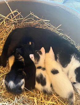 Katze, Katzen, Kitten - Schapen