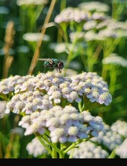 Schafgarbe (Achillea millefolium) - Horgenzell
