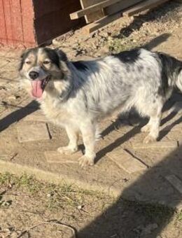 Pia sucht ein Zuhause - Olfen