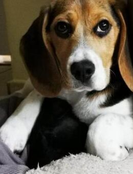 Yanna ist ein Beagle-Mischlingswelpe - Dittelbrunn