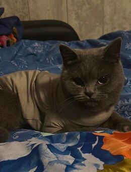 Britisch Kurzhaar Katze - Hagen (Stadt der FernUniversität) Vorhalle