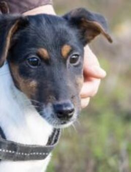 FLIPP-SI Jungspund voller Lebensfreude - Neustadt (Rübenberge)