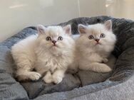 Blh Kitten Kater - Bonn Bad Godesberg