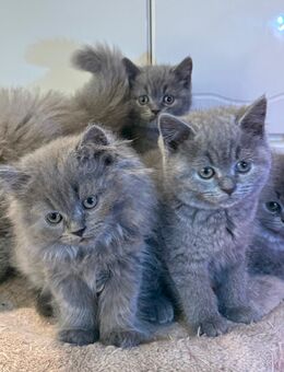 Flauschige Britisch Langhaar / BKH Kitten Blue - Verl