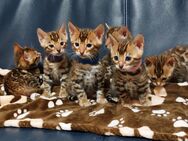 Bengal Katze - Essen