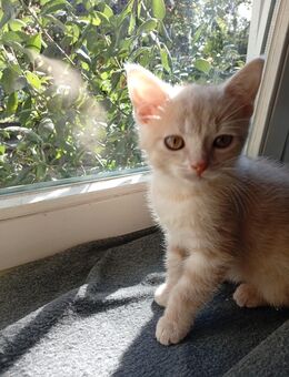 BKH Mix Kitten 12 Wochen - Bleckede