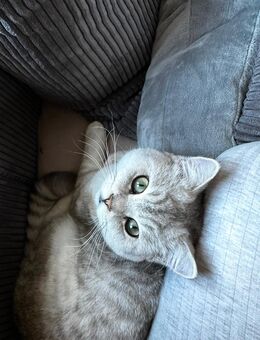 Britisch Kurzhaar Kater - Bremen