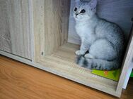 Süßer BKH Kater 17wochen such neue Familie - Bremen