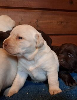 Labrador Welpen. - Itterbeck