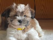 Shih- Tzu Bowlonka - Magdeburg
