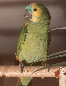 Gelbflügelblaustirnamazone - Illertissen