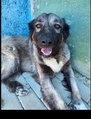 Mausi bald auf Pflegestelle in 47475 Kamp-Lintfort in 47445