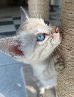 Snow Bengal Kitten Abgabe ab November - Werther (Westfalen)