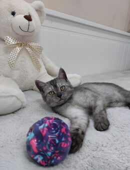 Reinrassige Britisch Kurzhaar BKH Baby Katze Kitten - Bad Oldesloe