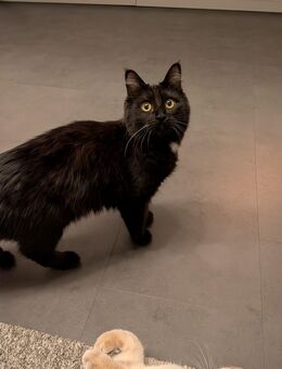 Millie sucht ein Zuhause - Hamm