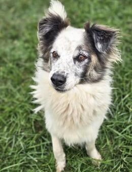 Spirit - Lieber Rüde sucht Zuhause - Berlin
