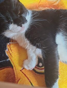 Katzen Geschwister Mädchen - Emmerich (Rhein)